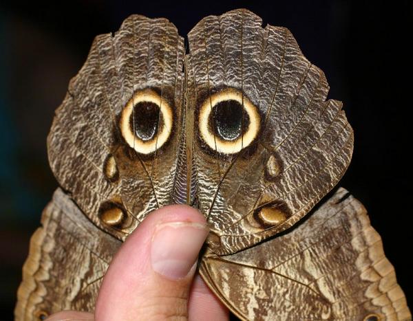 [Obrázek: owl-moth.jpg]