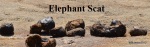 Elephant scat