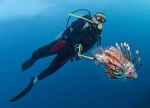 diver and lionfish